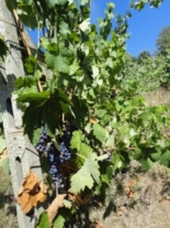 Clicca sulla foto per ingrandirla