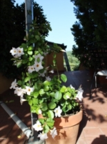 Clicca sulla foto per ingrandirla