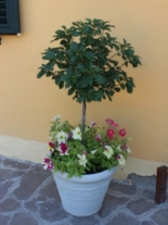 Clicca sulla foto per ingrandirla